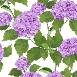 Hydrangea, Hydrangeas, textile design, surface pattern design