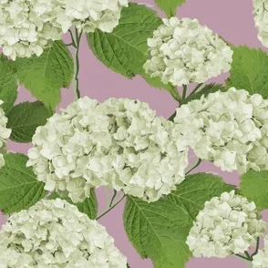 Hydrangea Grande