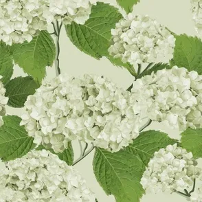Hydrangea Grande