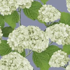 Hydrangea Grande